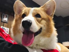 -百好乐宠物友好餐厅(朝外大街店)