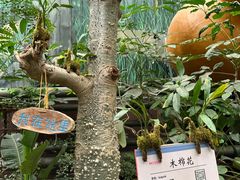 -呀路古热带植物园