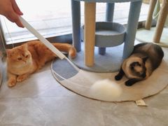 -猫力发电所·宠物专门店