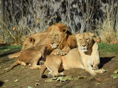 -北京野生动物园
