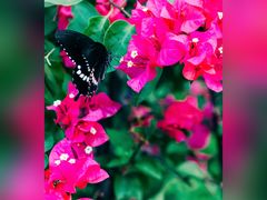 -福建鲤鱼洲酒店