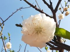 -南国桃园旅游度假区