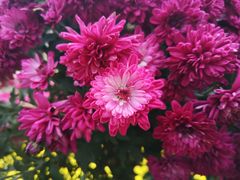 -上海市龙华烈士陵园