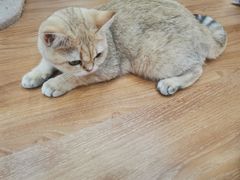 -COLOR PETS 撸猫馆·购猫·猫咖(长风大悦城店)