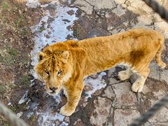 -西霞口神雕山野生动物世界