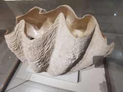 -青岛贝壳博物馆