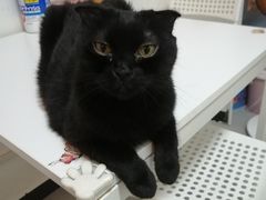 -我爱猫咪·猫咖·狗咖·安哥拉兔·羊驼咖(小寨华旗店)