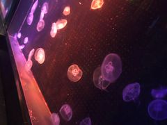 -锦艺城海洋馆