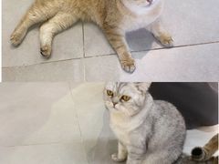 -Heymao猫咖.咖啡厅(东门店)