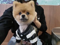 -柯斗斗主题餐厅·狗咖·围炉煮茶·茶饮(国瑞升平里店)