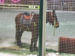 -沈阳奥体冰雪嘉年华