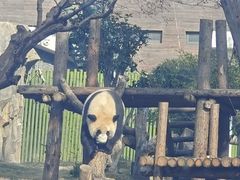 -武汉动物园