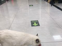 -中农大我爱我爱动物医院·核磁CT·猫病·24小时夜诊中心(石佛营店)