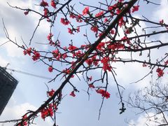 -成都市活水公园