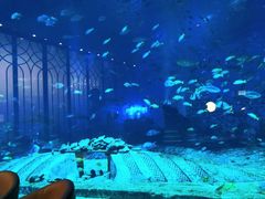 -亚特兰蒂斯•OSSIANO奥西亚诺海底餐厅