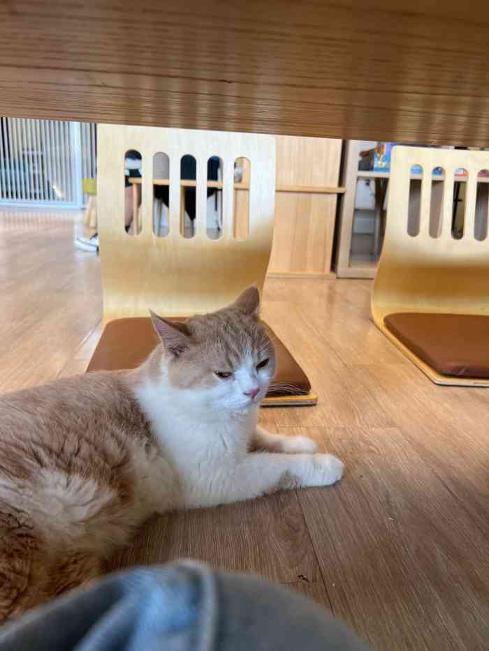 衔蝉猫咖·撸猫·桌游-"「白桃乌龙茶」「炸鸡米花」 [环境]环境.