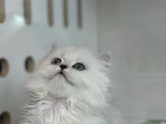 -青奢宠物·青奢猫舍