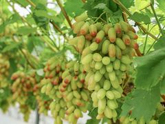 -金谷域澳洲庄园