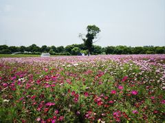 -上海杨姆庄园