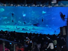 -烟台海昌鲸鲨海洋公园
