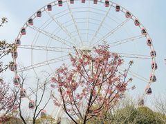-顾村公园