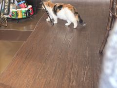 -猫岛主趣味餐厅(鼓浪屿店)