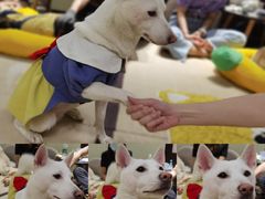 -逗柴咖啡屋·狗咖猫咖宠物桌游