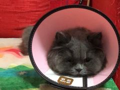 -思宇宠物医院