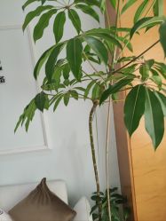 -HEYAN荷妍专业脱毛连锁机构