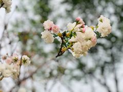 -天适樱花悠乐园