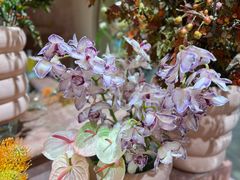 -BEAST野兽派(上海浦东嘉里城店)