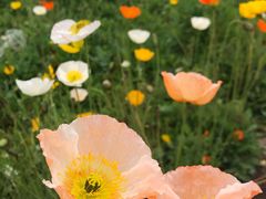 -汉长安城未央宫国家考古遗址公园