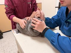 -瑞派康怡24h宠物医院·犬猫医疗中心·微创绝育(瑞景分院)