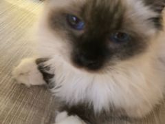 -藏猫猫咖啡主题馆(中央大道店)