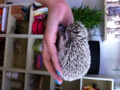 iphone_upload_pic-吃饼人西餐(南开店)