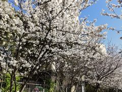 -高东镇樱花园