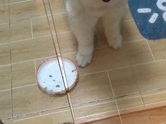 -宠物之家Pets Home 宠物寄养酒店