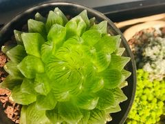 -李村大集