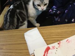 -李小姐の猫咖啡馆(五角场店)