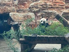 -石家庄市动物园