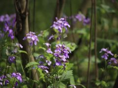 -西湖风景区-江洋畈生态公园