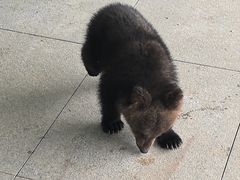 -秦皇岛野生动物园