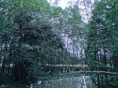 -桤木河湿地公园