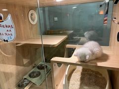 -BABIT巴比特宠物(MOMOPARK店)