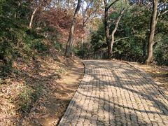 -苏州上方山国家森林公园