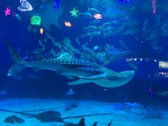 -烟台海昌鲸鲨海洋公园