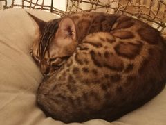 -猫腻·猫咖·撸猫馆(星光大道店)