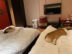 -上海崇明金茂凯悦酒店