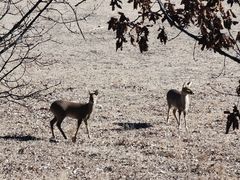 -北京麋鹿生态实验中心