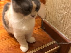 -猫小院猫主题咖啡厅(北锣店)